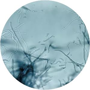 Streptomyces