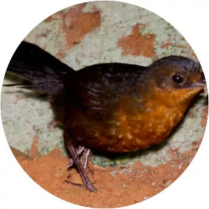 Stresemann's bristlefront