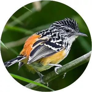 Striated antbird - Bird