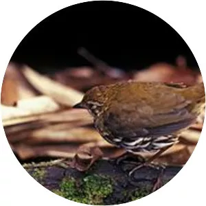 Striated antthrush - Bird