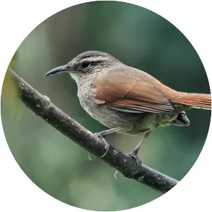 Striated Earthcreeper - Bird