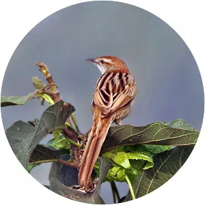 Striated grassbird