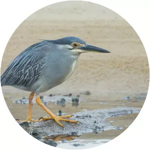 Striated heron