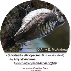 Strickland's woodpecker - Bird