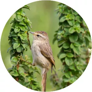 Striolated tit-spinetail