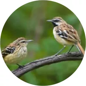 Stripe-backed antbird