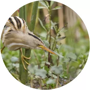 Stripe-backed bittern