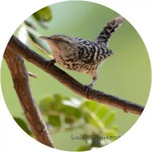 Stripe-backed wren