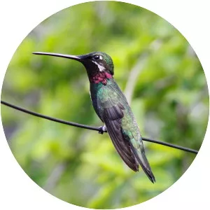Stripe-breasted starthroat