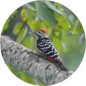 Stripe-breasted woodpecker - Bird