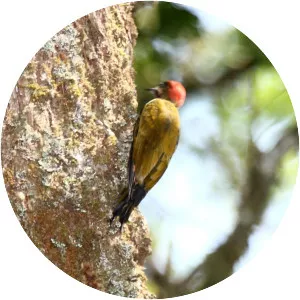 Stripe-cheeked woodpecker