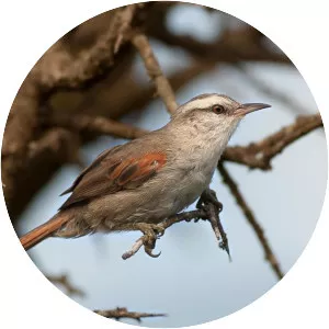 Stripe-crowned spinetail