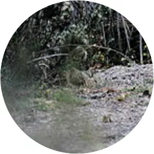 Stripe-headed antpitta