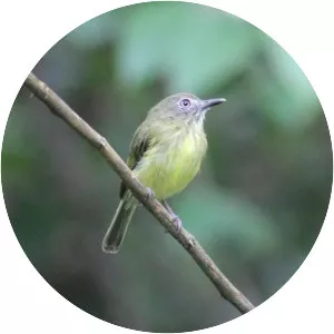 Stripe-necked tody-tyrant - Bird