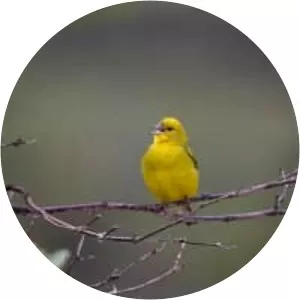 Stripe-tailed yellow finch - Bird