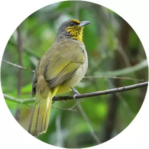Stripe-throated bulbul
