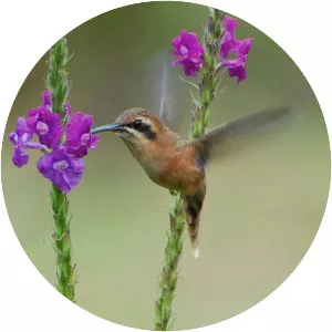 Stripe-throated hermit