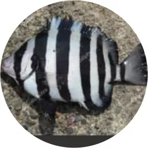 Striped beakfish - Fish