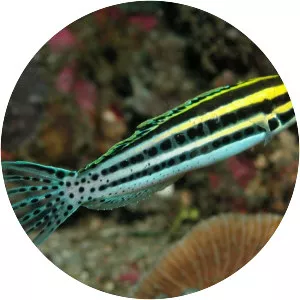 Striped blenny