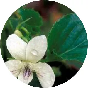 Striped cream violet - 