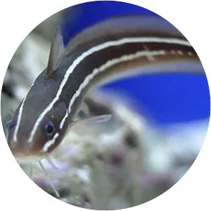 Striped eel catfish - Fish