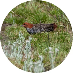 Striped flufftail - Bird