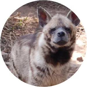 Striped hyena - Animal