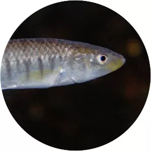 Striped killifish