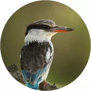 Striped kingfisher - Birds