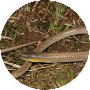 Striped legless lizard