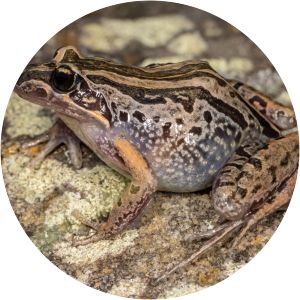 Striped marsh frog