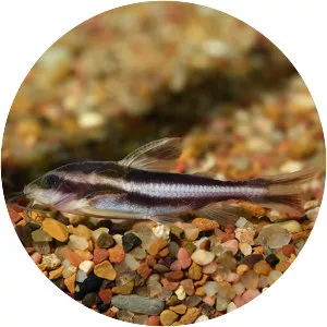 Striped Raphael catfish
