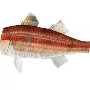 Striped red mullet