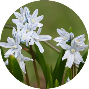Striped squill - Plants
