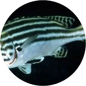 Striped sweetlips
