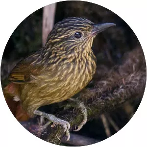 Striped treehunter - Bird