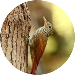 Striped woodcreeper