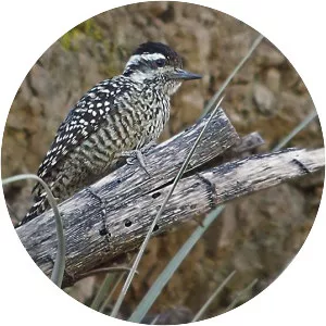 Striped woodpecker