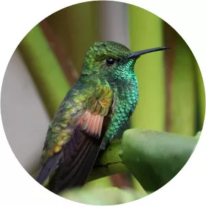 Stripe-tailed hummingbird - Bird