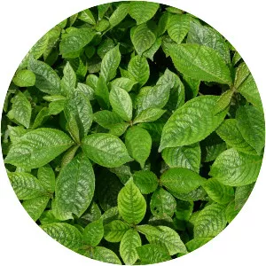 Strobilanthes crispa - Plants