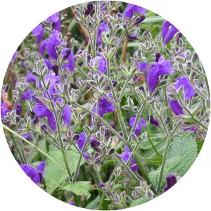 Strobilanthes
