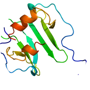 Stromal cell-derived factor 1 - Protein