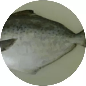 Stromateus brasiliensis - 