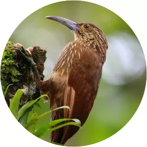 Strong-billed woodcreeper - Bird