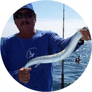 Strongylura exilis - 