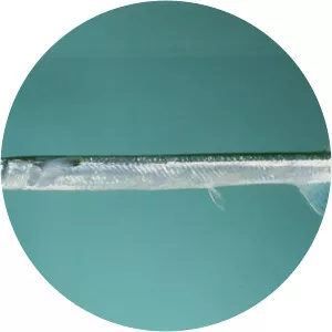 Strongylura leiura - 