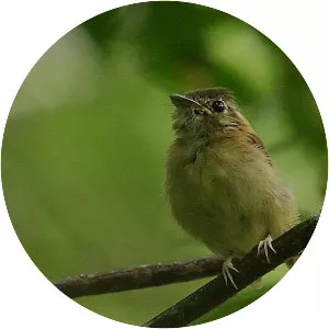 Stub-tailed spadebill