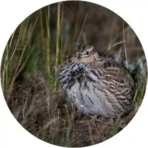 Stubble quail - Bird