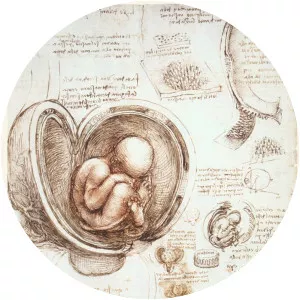 Studies of the Fetus in the Womb