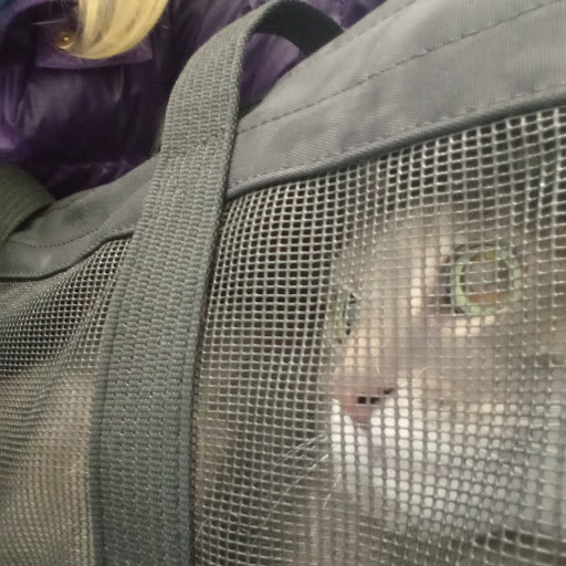 Studio Veterinario Dr. Paolo Mingardi - Emergency veterinarian service in Genoa, Italy